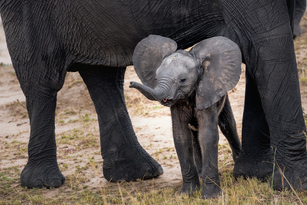 Baby elephant with visible reddish-brown hair on head