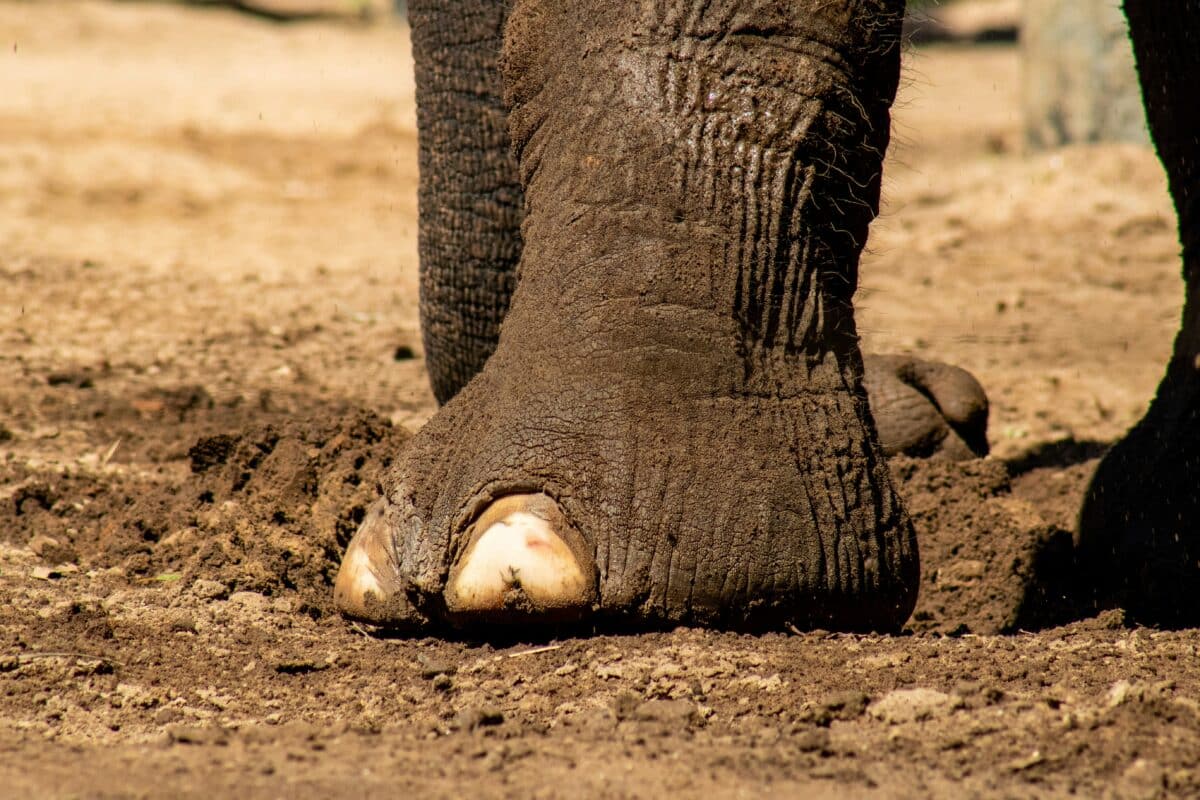 Elephant walking showing leg and knee anatomy