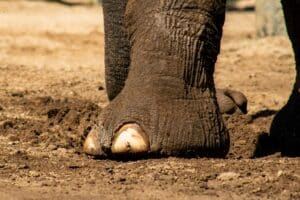 Elephant walking showing leg and knee anatomy