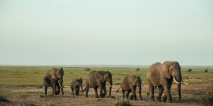 A herd of elephants crossing grassland