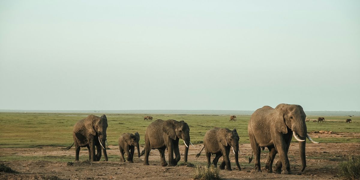 A herd of elephants crossing grassland