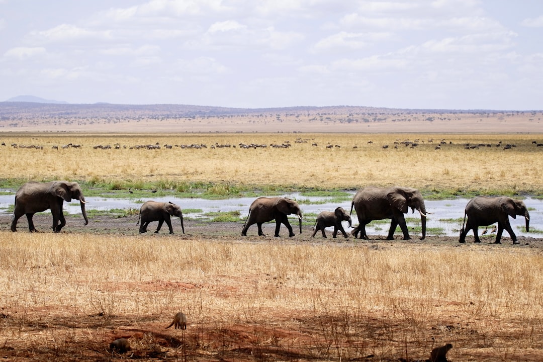 Elephant running across the African savanna at speed