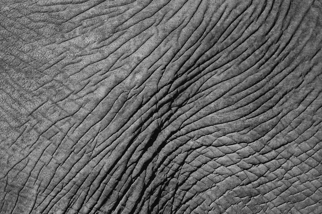 Close-up of elephant's wrinkled grey skin texture