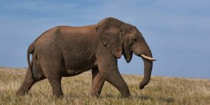 Elephant on grassland making a call