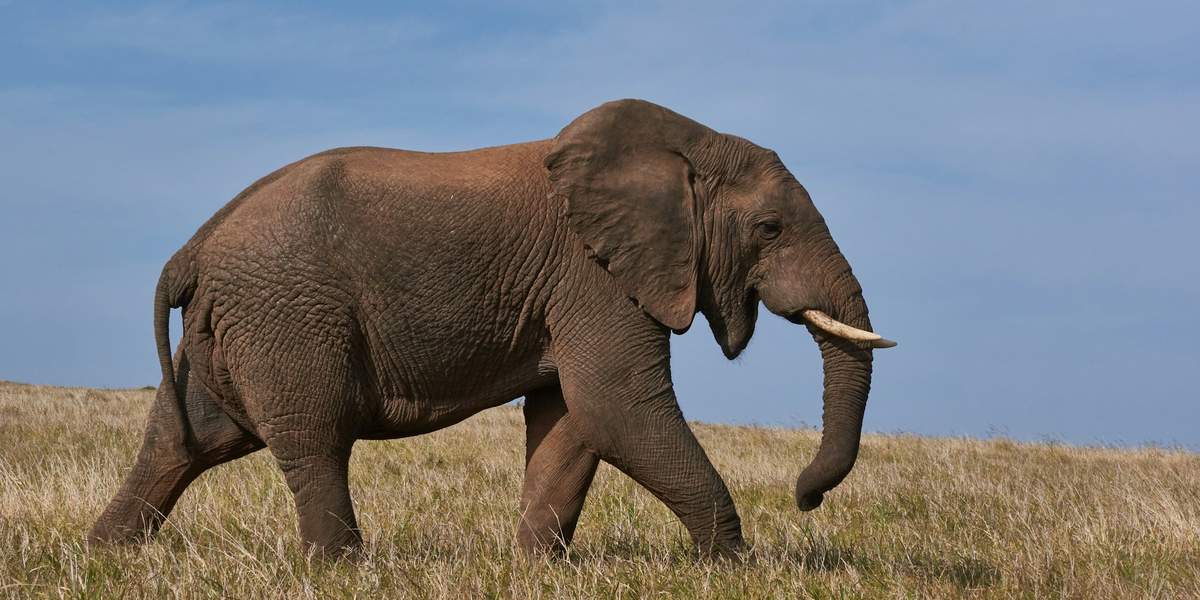 Elephant on grassland making a call