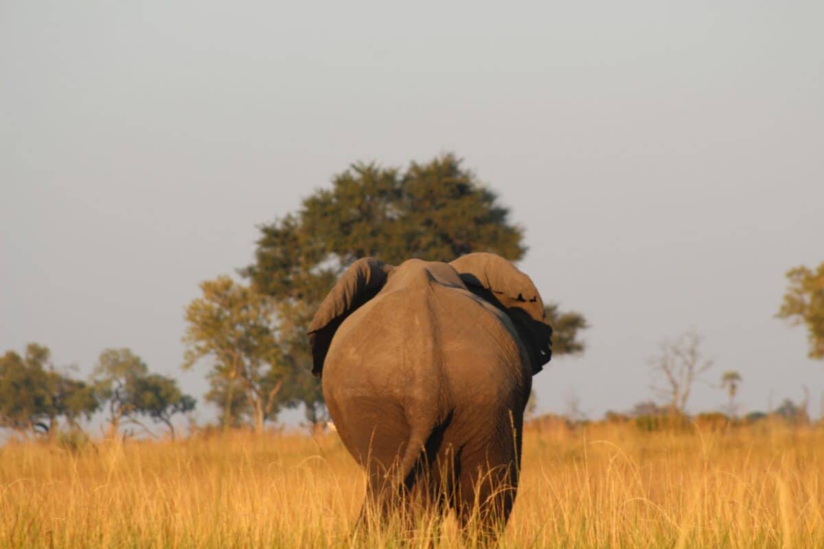 Elephant walking through dry savanna grassland, rear view showing tail