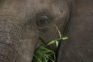 Elephant eating and showing teeth