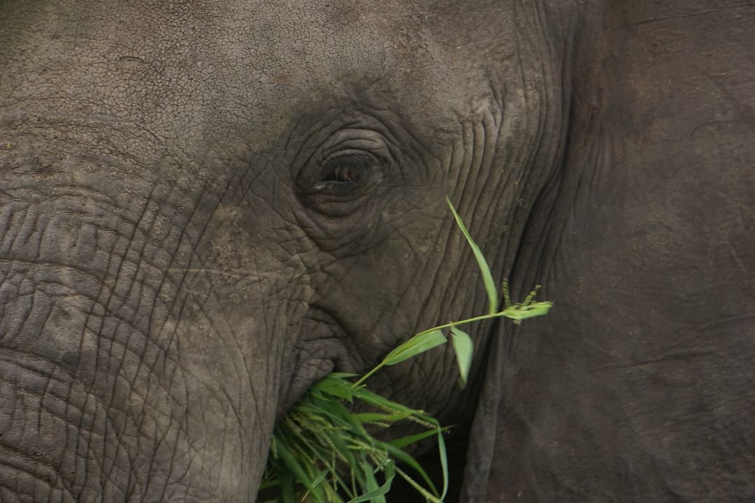 Elephant eating and showing teeth