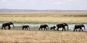 A herd of elephants on grassland