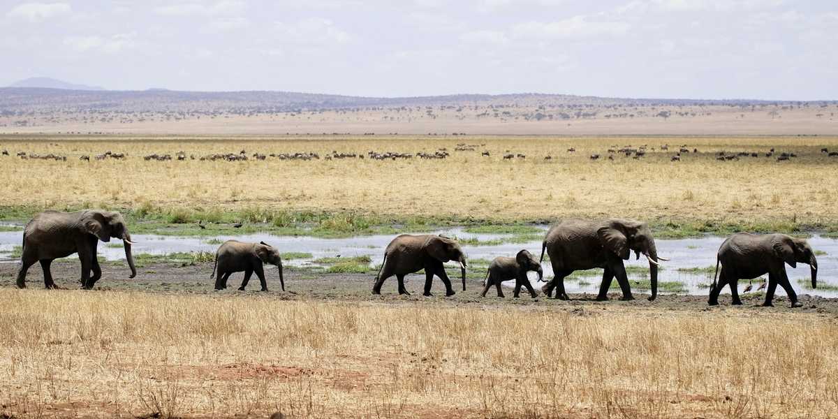 A herd of elephants on grassland