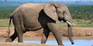 Large African elephant walking, showing its size