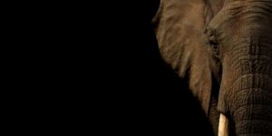 Close portrait of an elephant