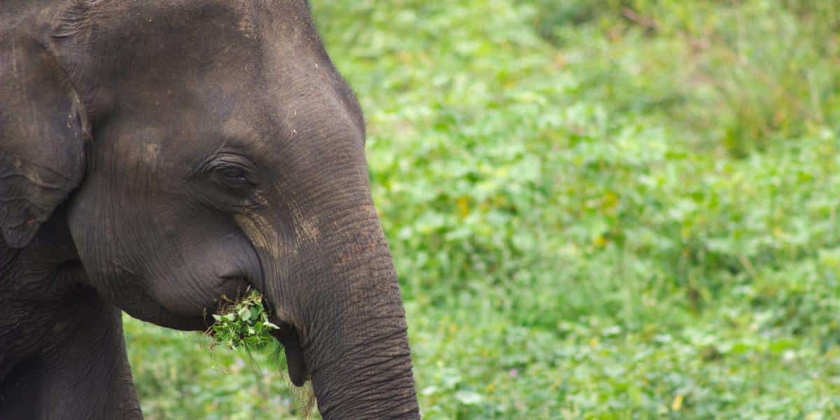 Elephant eating green grass in a field
