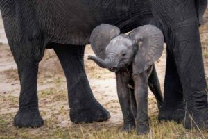 A baby elephant calf standing beside an adult