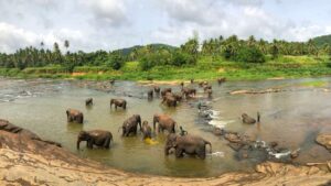 Wild elephants in a national park in Sri Lanka