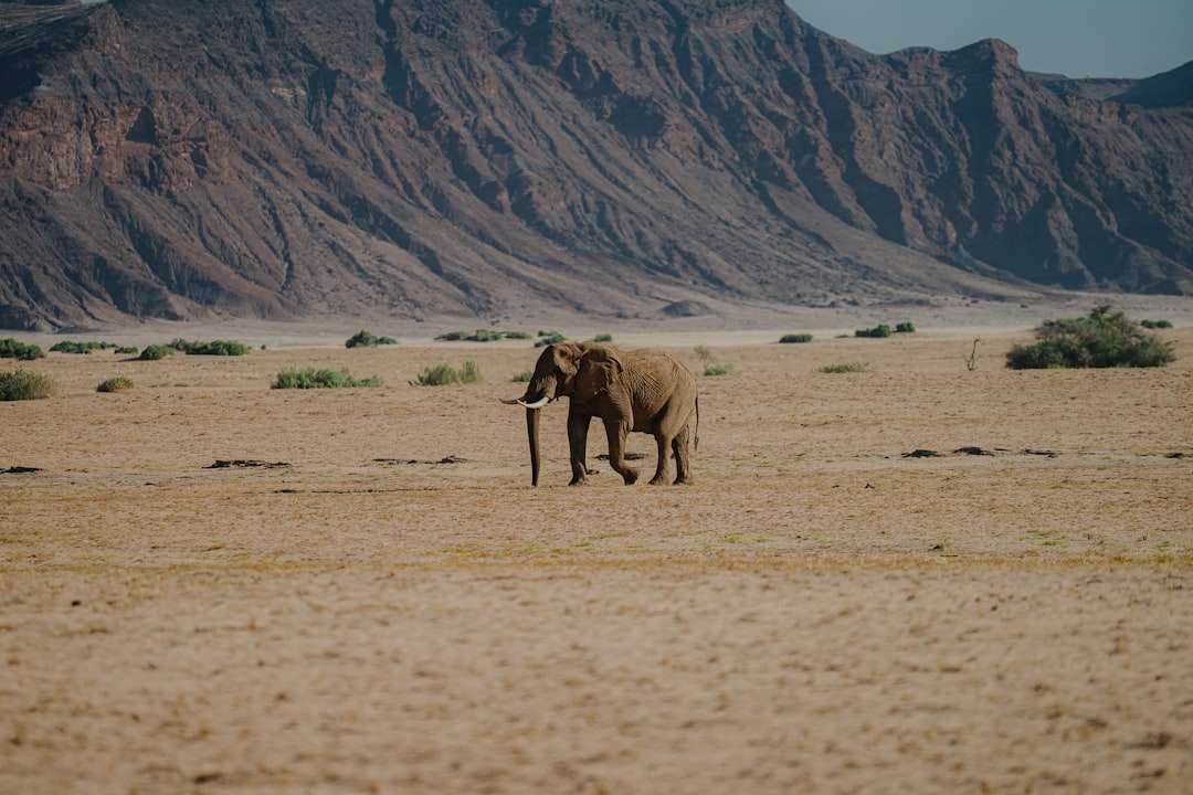 An elephant walking across a dry desert landscape with mountains