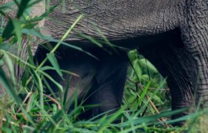 An elephant feeding on grass and foliage