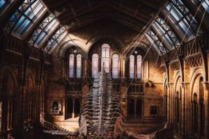 A mammoth skeleton with large curved tusks