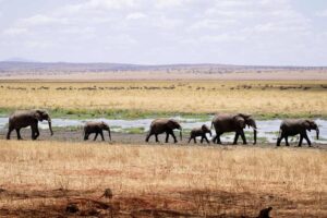 An African elephant with large tusks on the savanna