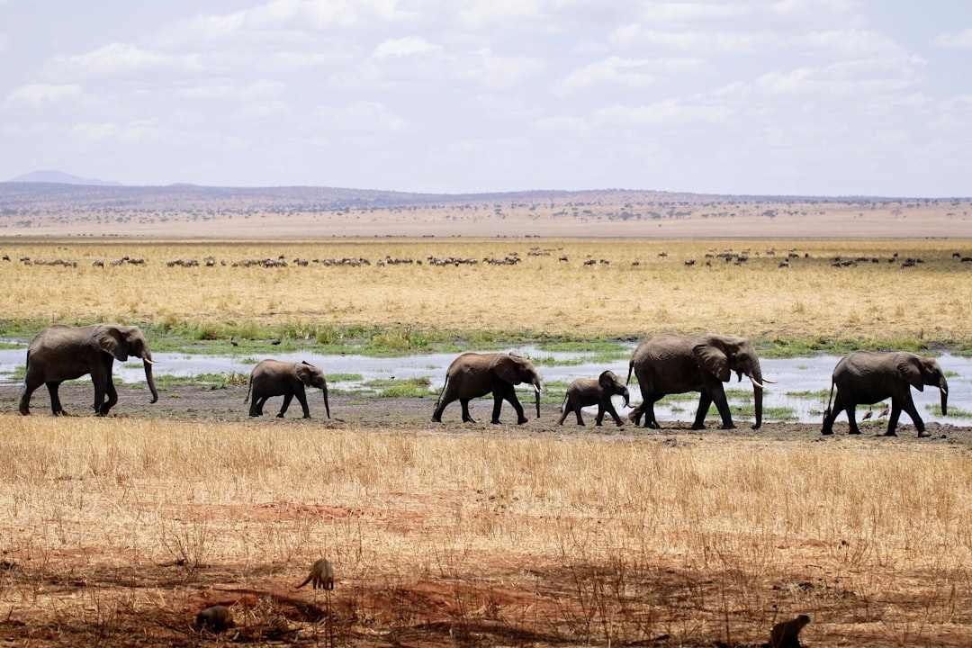An African elephant with large tusks on the savanna