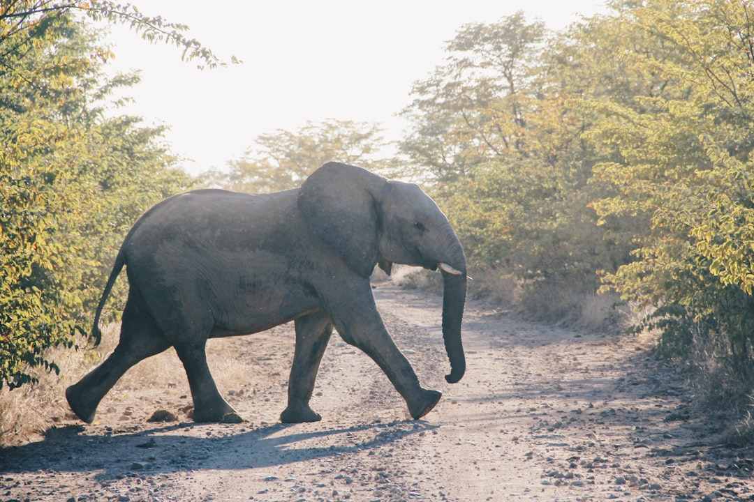 An elephant crossing a dirt road near human land