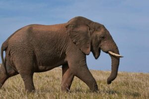 African elephant calling on open grassland