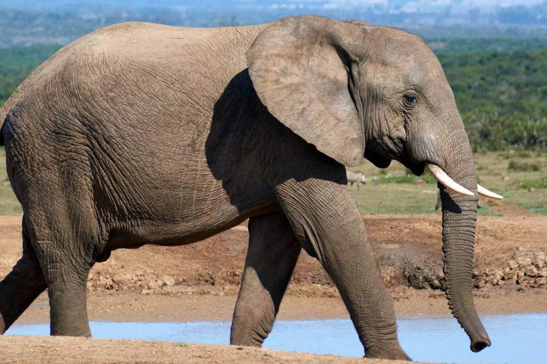 Large African elephant walking, showing its size